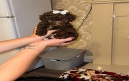 Jackapoo dogs for sale: Beautiful jackapoo girls  - Image 1