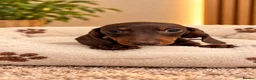 Miniature Dachshund dogs for sale: Miniature Dachshund Puppies  - Advert 12