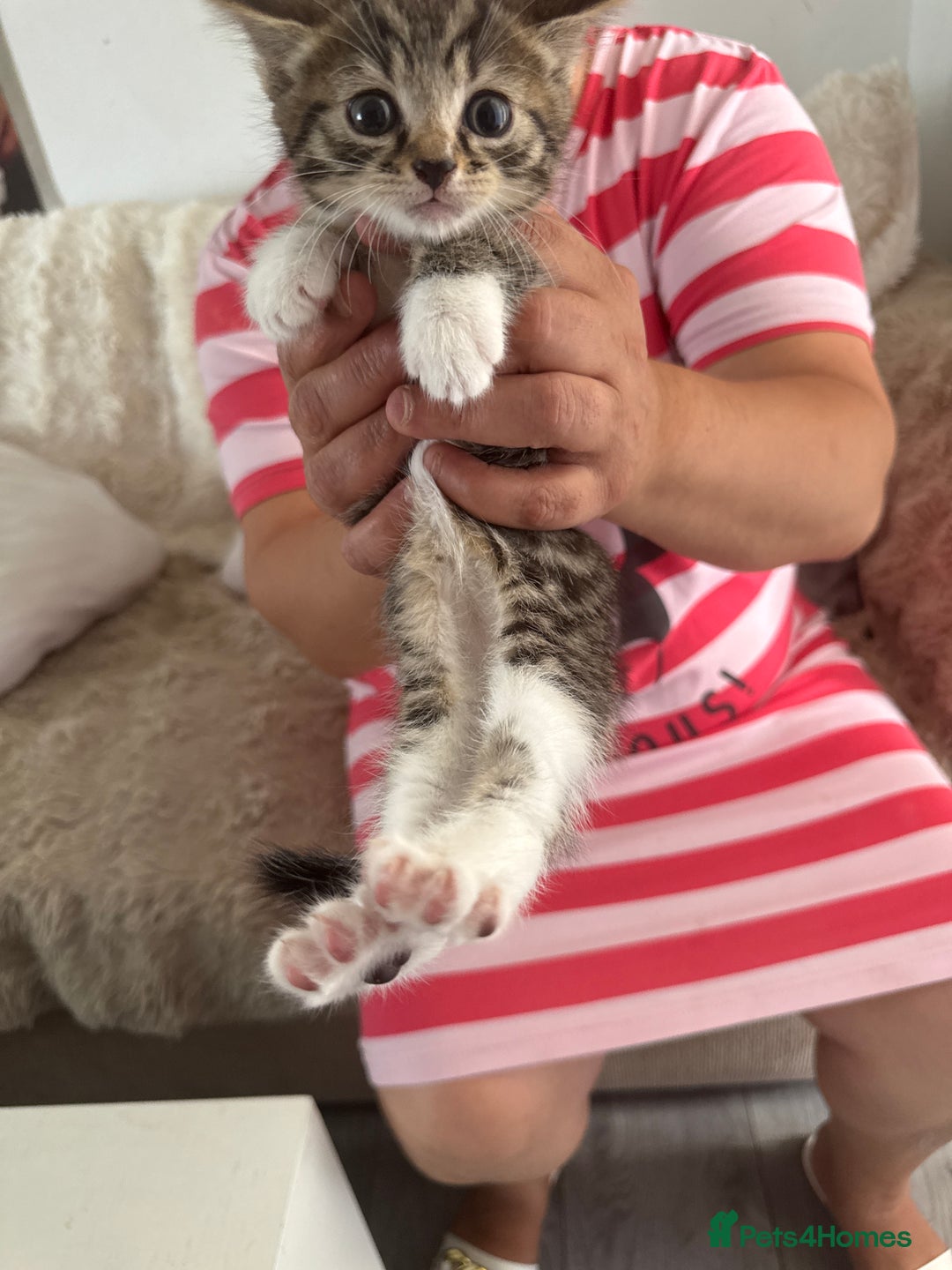 Mixed Breed cats for sale: Kittens for sale - Image 2