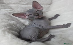 Sphynx cats for sale: 🐱GORGEOUS SPHYNX KITTENS AVAILABLE 🐱 - Advert 2