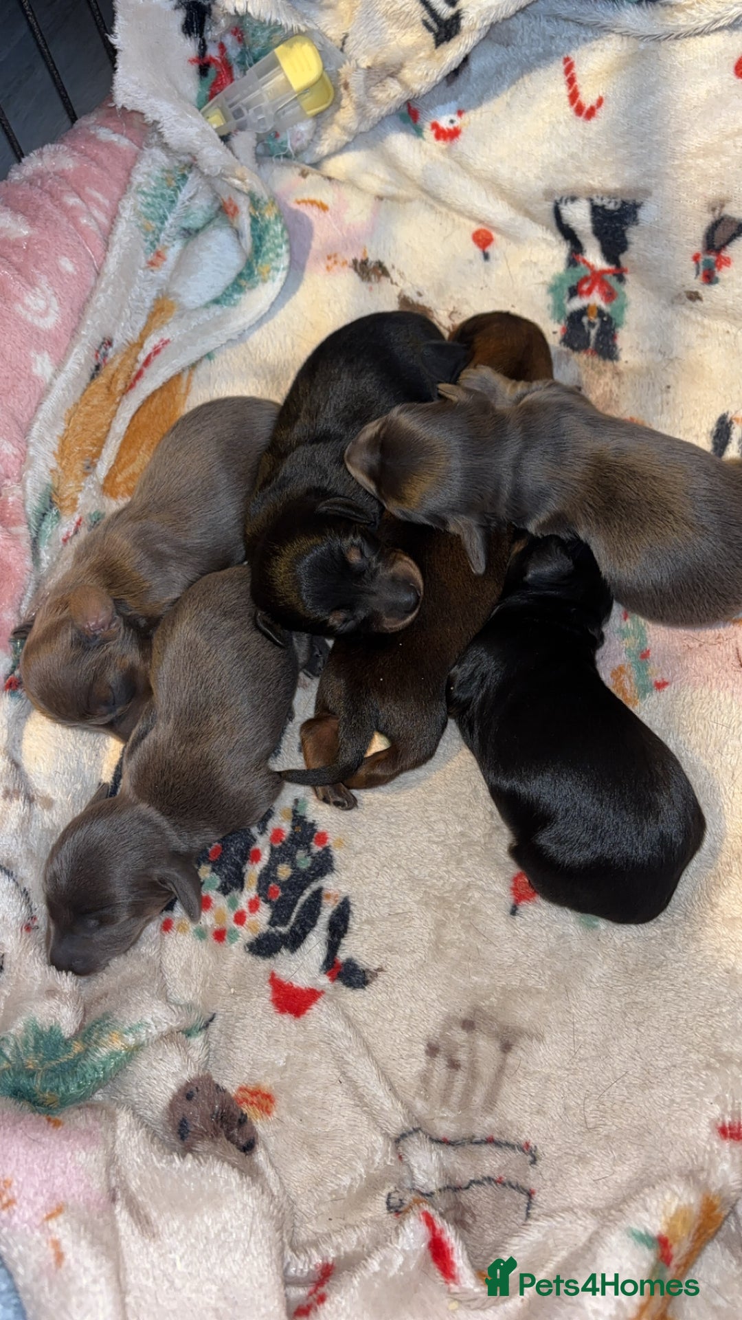 Miniature Dachshund dogs for sale: Stunning miniature dachshund puppies  - Image 8