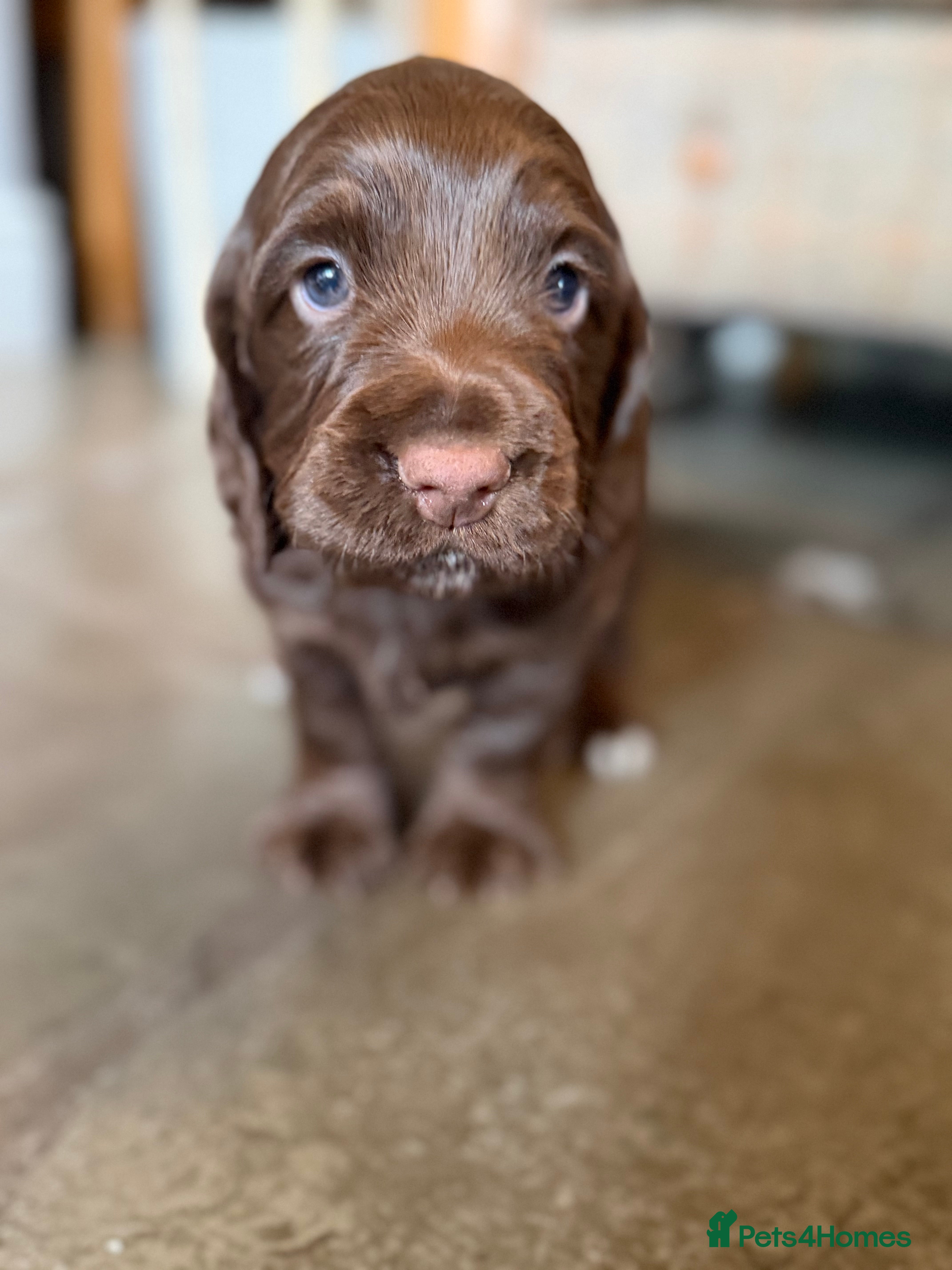 Cocker Spaniel dogs Stunning chocolate Kc Cocker Spaniel puppies - Advert 2