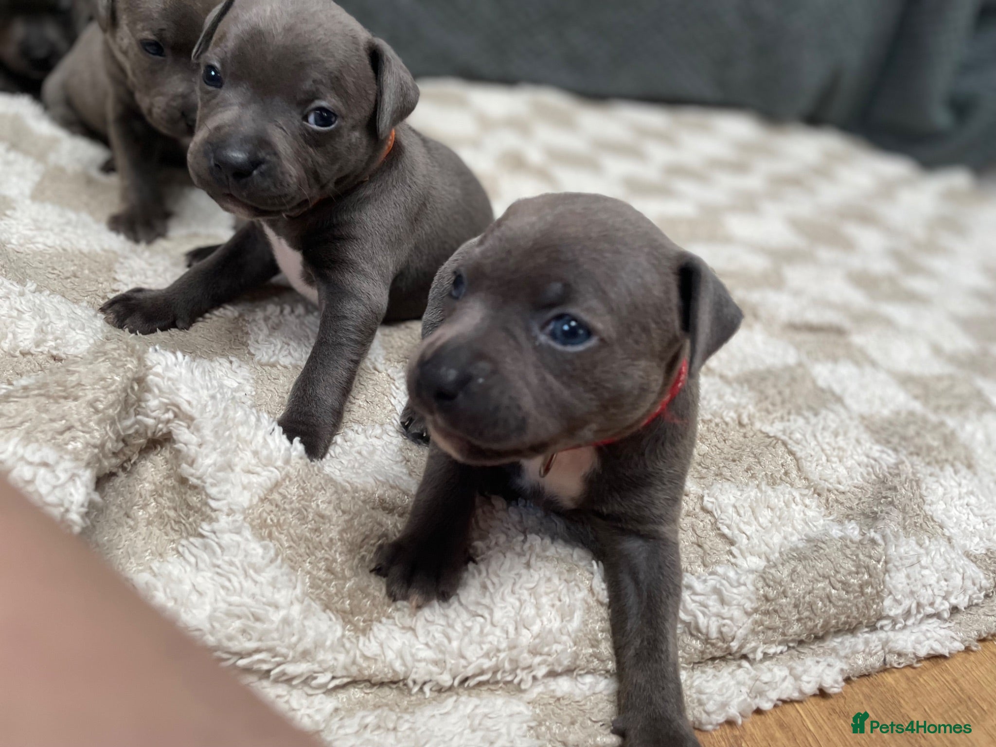 Staffordshire Bull Terrier dogs 9 gorgeous blue Staffordshire bull terrier  - Advert 2