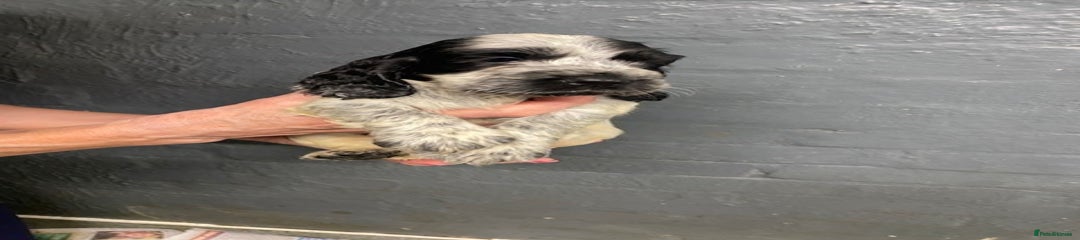Cocker Spaniel - Blue Roan Girl