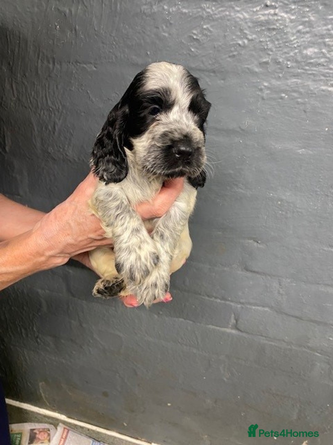 Cocker Spaniel dogs for sale: Cocker Spaniel Puppies For Sale  - Image 7