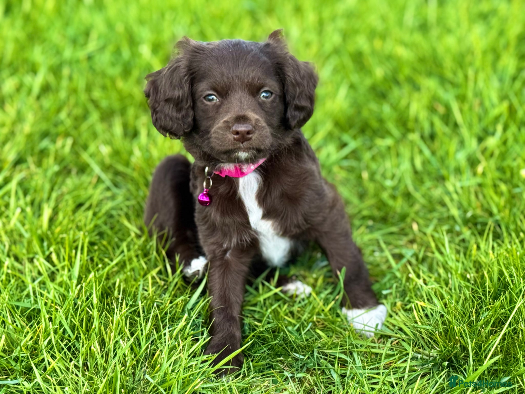 Mixed Breed dogs 2 left! Chihuahua x Cocker Spaniel cockerhuahua - Advert 17