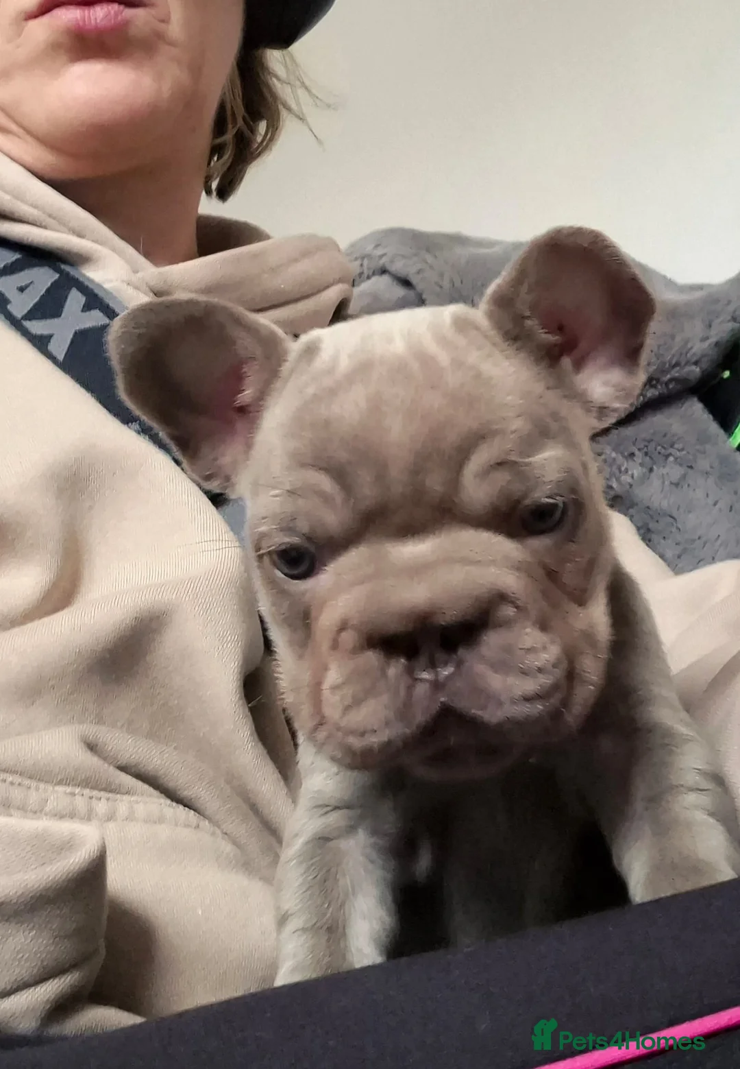 French Bulldog dogs for sale: French bulldogs  - Advert 9