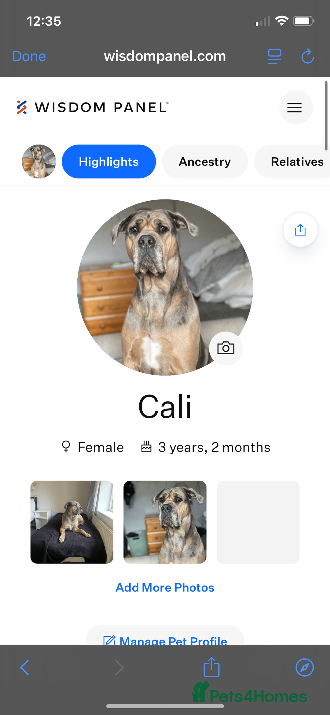 Mixed Breed dogs for sale: HUGE “TRI” MERLE CANE CORSO PUPPIES FOR SALE - Image 24