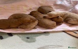 Cockapoo dogs for sale: Toy cockapoos f2b 5 gorgeous teddy bears - Image 12