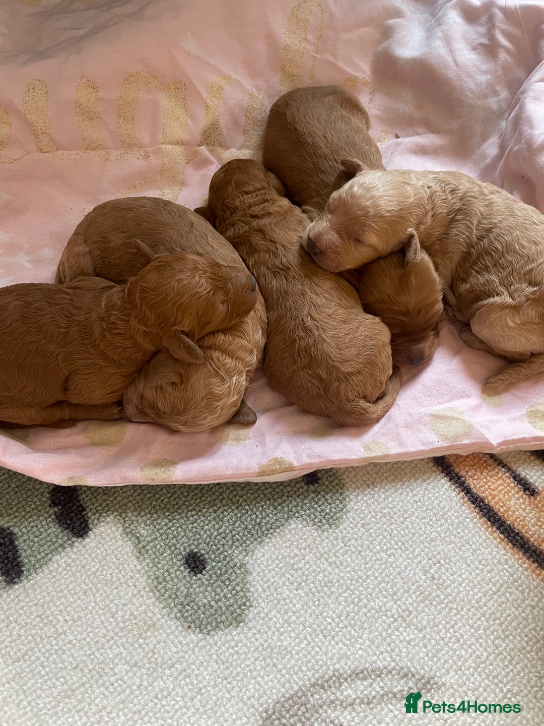 Cockapoo dogs for sale: Toy cockapoos f2b 5 gorgeous teddy bears - Image 12