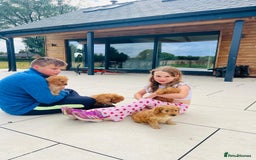 Cockapoo dogs for sale: Beautiful F1 Red/Golden Cockapoo Puppies - Image 7