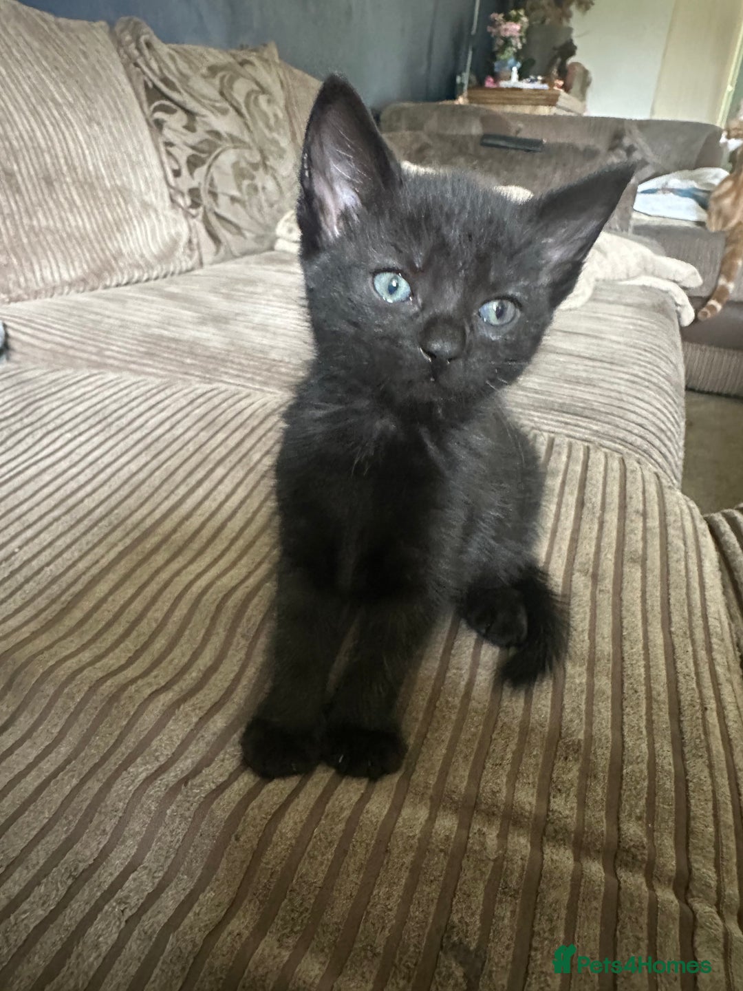 Mixed Breed cats for sale: 3 beautiful playful kittens  - Image 21