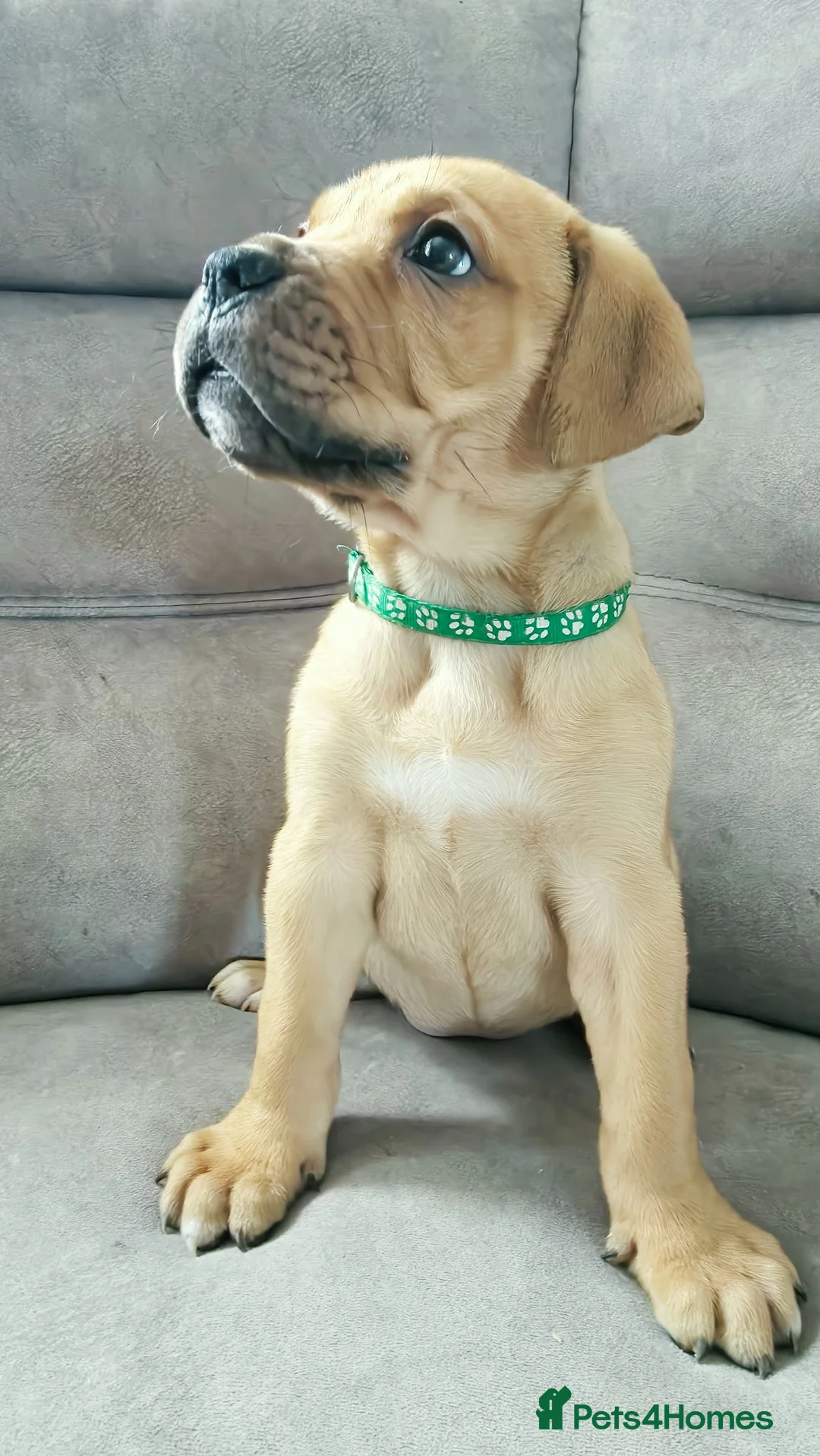 Mixed Breed dogs for sale: LAST ONE Mastiff Bordeaux Puppies  - Advert 1