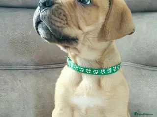 Mixed Breed dogs Mastiff Bordeaux Puppies - Advert 14