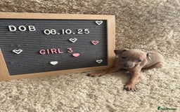 Italian Greyhound dogs for sale: Italian greyhound puppies - Advert 7