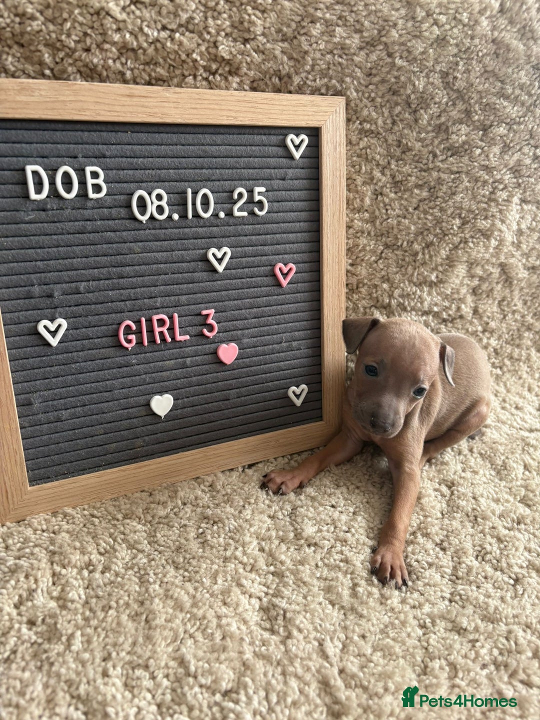 Italian Greyhound dogs for sale: Italian greyhound puppies - Advert 7