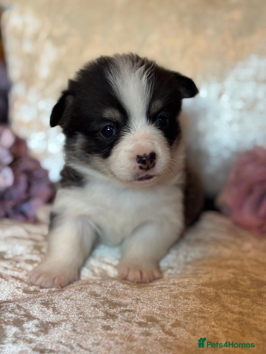Welsh Corgi Pembroke dogs for sale: Pedigree, health tested parents, licensed breeder - Image 1