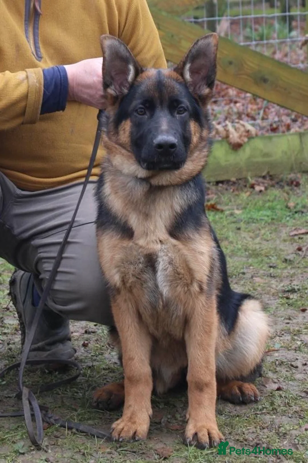 German Shepherd dogs for sale: Super 6 month old black/gold female - Advert 2