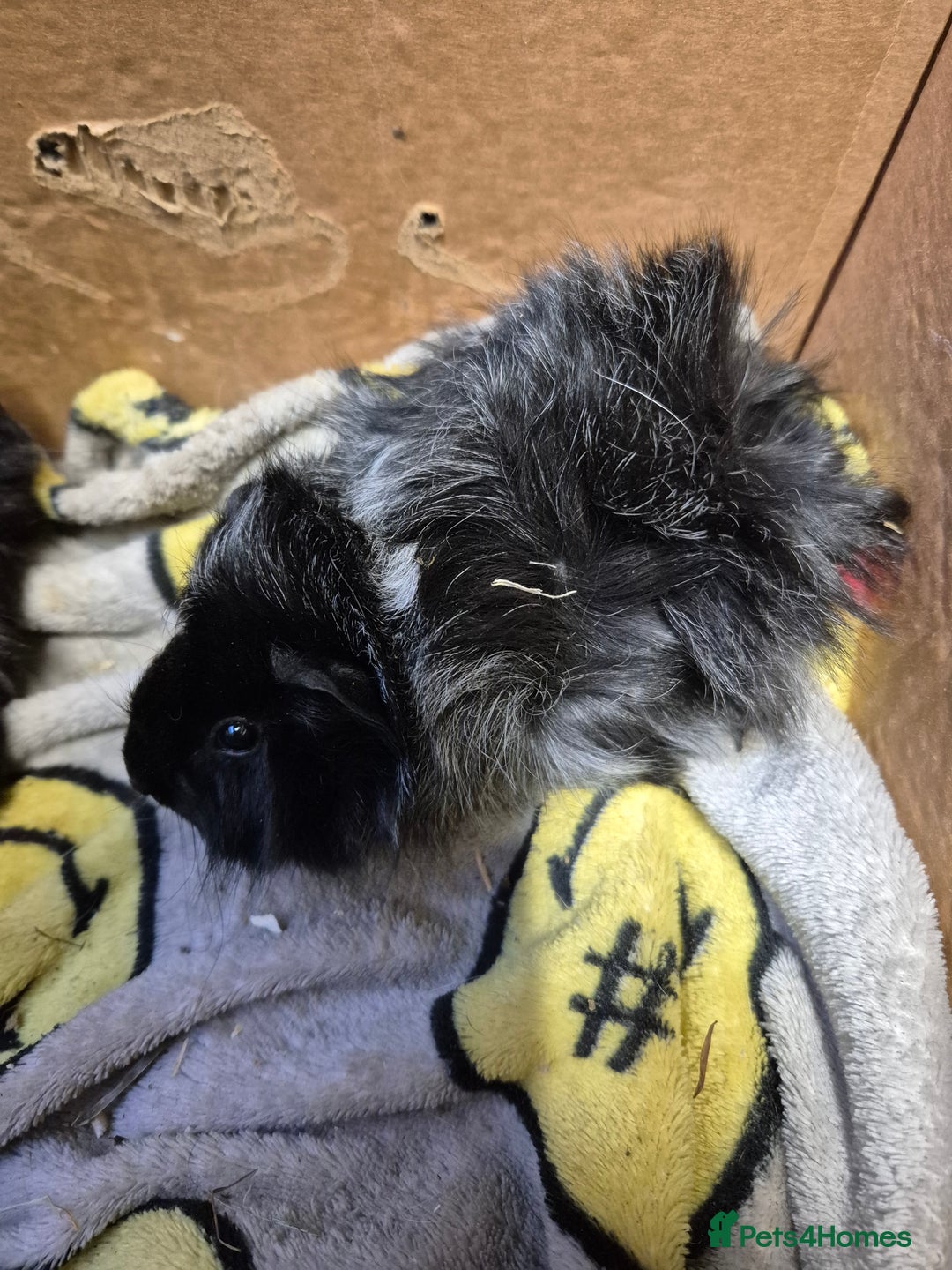 Guinea Pig rodents for sale: Pair of Bonded Baby Male Guinea Pigs For Sale  - Image 6
