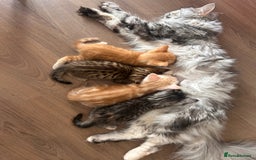 Maine Coon cats for sale: 🐾 Gorgeous Kittens Ready for Their Forever Homes - Image 7