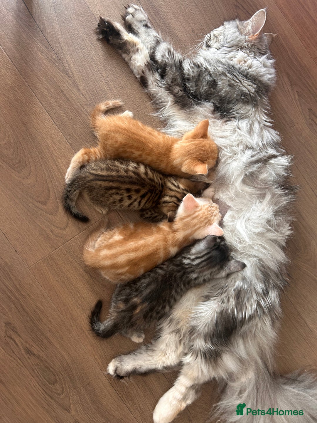 Maine Coon cats for sale: 🐾 Gorgeous Kittens Ready for Their Forever Homes - Image 7