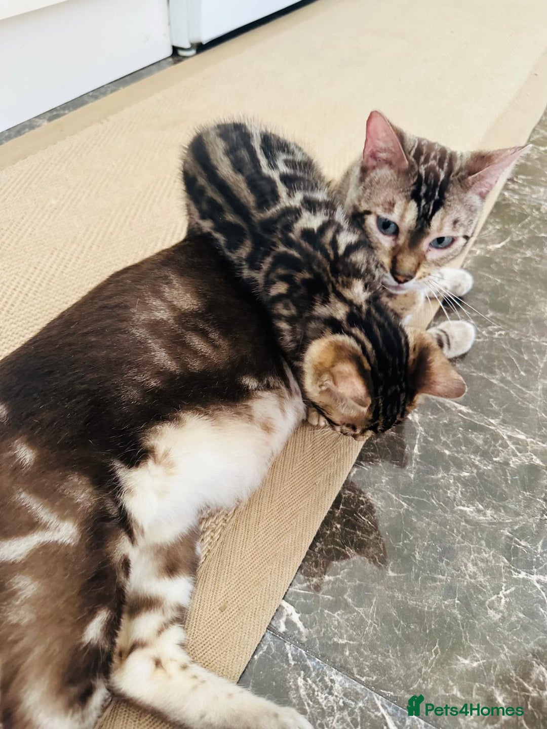 Bengal cats for sale: Exceptional European Tica registered male Bengal   - Image 11
