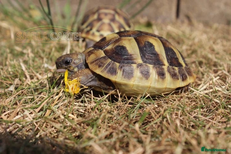 Tortoise reptiles BABY HERMANNS & SET UPS! - Advert 1