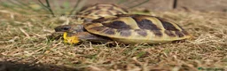 Tortoise reptiles for sale: BABY HERMANNS & SET UPS! - Advert 1