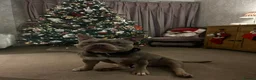 American Bully dogs for stud: 🐾 BUGZY THE AMERICAN BULLY STUD🐾 - Advert 15