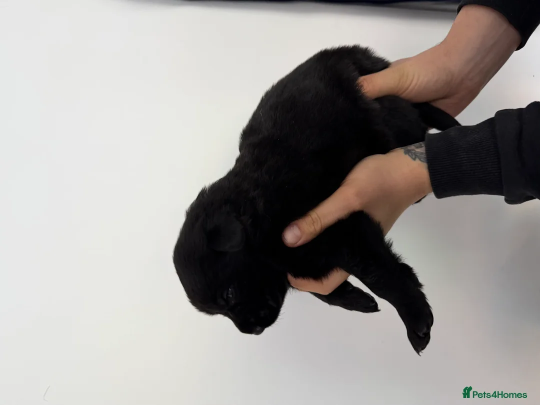 Mixed Breed dogs for sale: Stunning German Shepherd x Belgian Malinois Litter - Advert 19