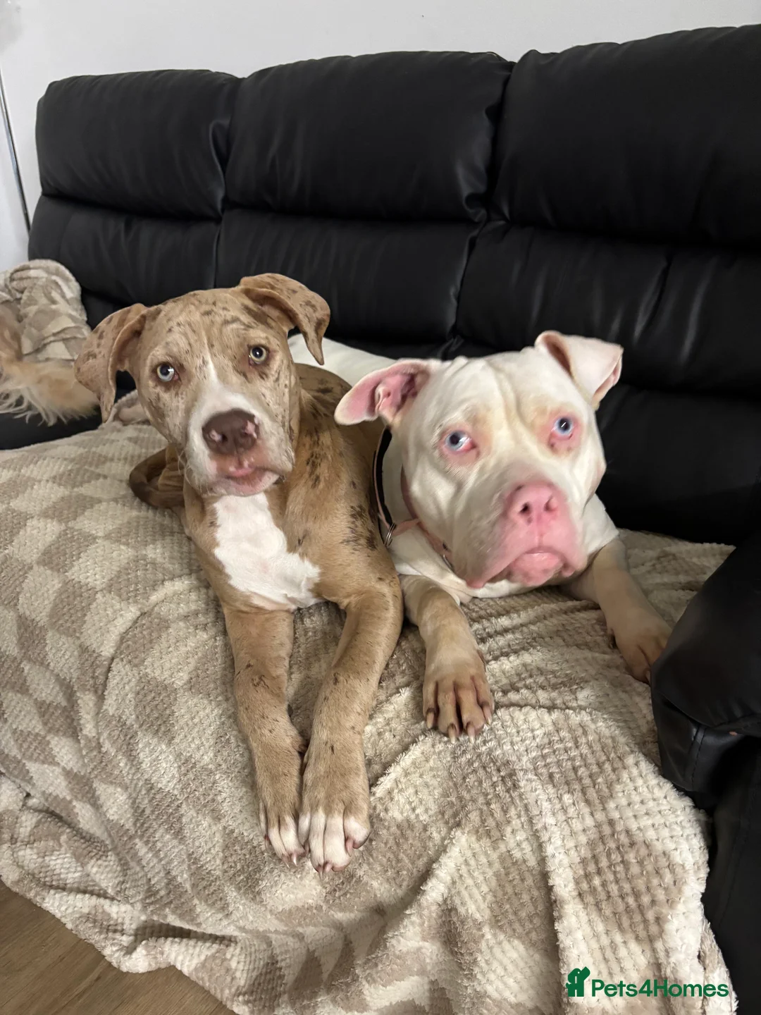 Mixed Breed dogs for sale: American bulldog  ** tiff in Buntingford - Advert 9