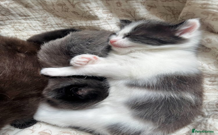 Maine Coon cats - Advert 1