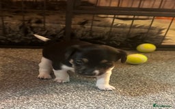 Jack Russell dogs for sale: Stunning Jack Russell puppies  - Image 6