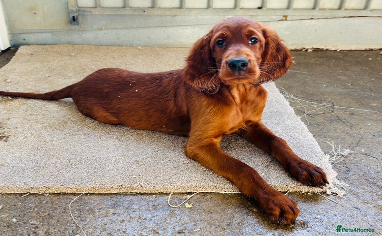 Irish Setter dogs - Advert 1