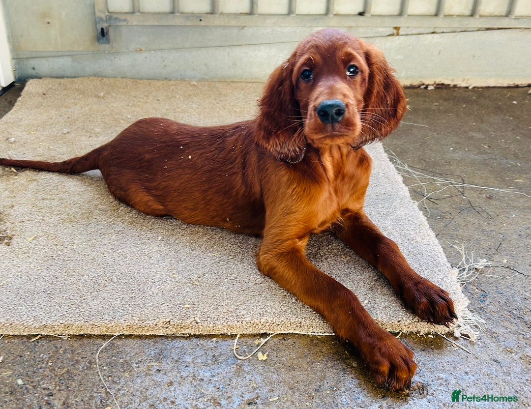 Irish Setter dogs for sale: Outstanding red Irish setters puppies - Image 1