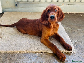 Irish Setter dogs - Advert 1