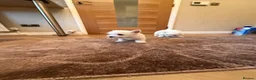 West Highland Terrier dogs for sale: Westie puppies  - Advert 6