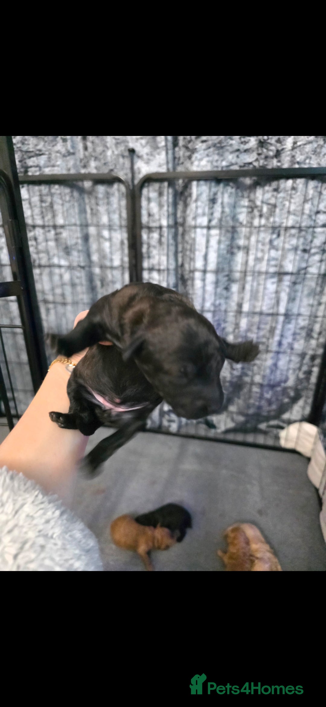 Poochon dogs for sale: Poochon puppies - Advert 4