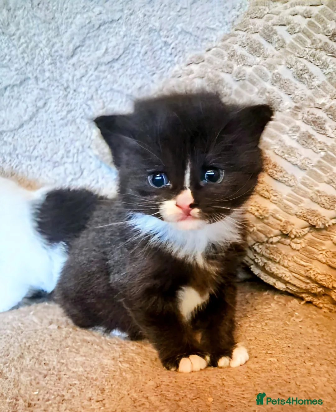 Mixed Breed cats for sale: Beautiful long haired girl - Advert 2