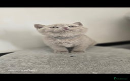 British Shorthair cats for sale: Top Quality GCCF British Shorthair Kittens!  - Image 9