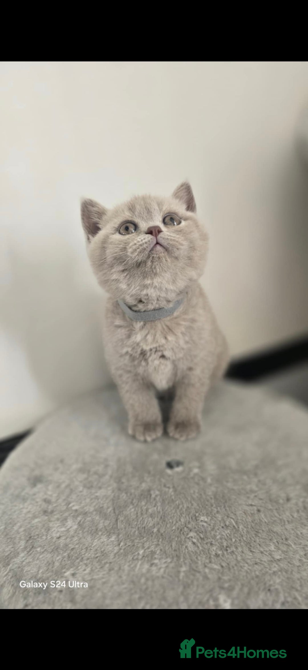British Shorthair cats for sale: Top Quality GCCF British Shorthair Kittens!  - Image 9
