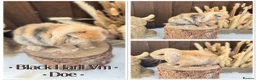 Mini Lop rabbits for sale: ✨Mini lop babies✨ - Advert 1