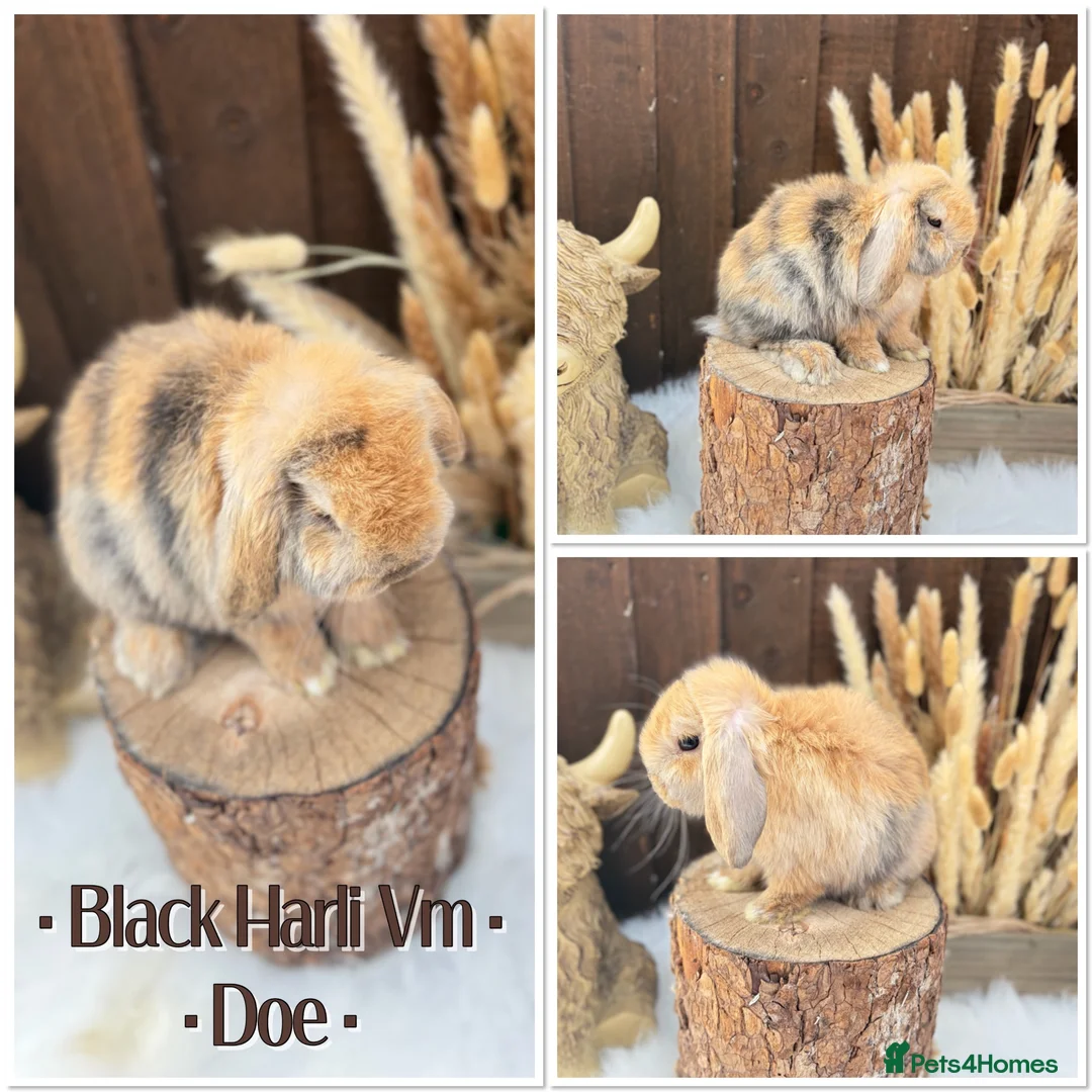 Mini Lop rabbits for sale: ✨Mini lop babies✨ - Advert 1