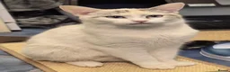 Mixed Breed cats for sale: OFFER! Beautiful playful kittens  - Advert 3