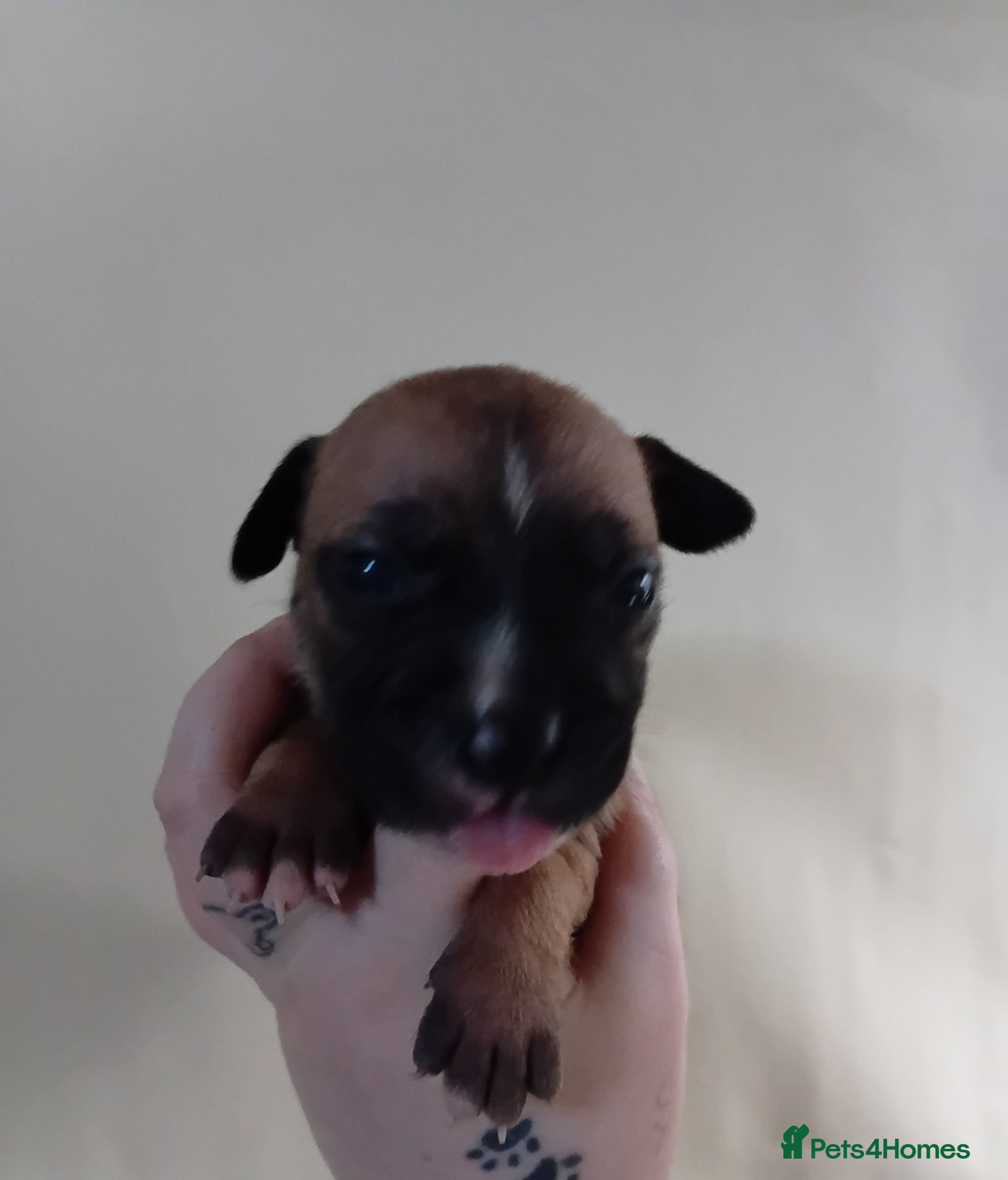 Mixed Breed dogs Staffy x presa x corso puppies  - Advert 2