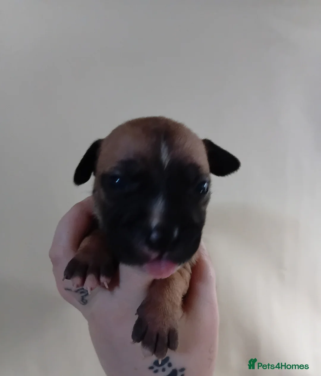 Mixed Breed dogs for sale: Staffy x presa x corso puppies  in Wakefield - Advert 1