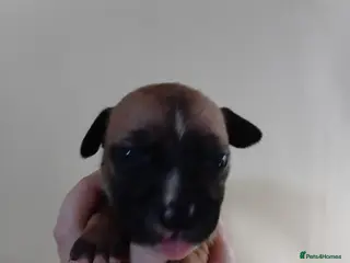 Mixed Breed dogs Staffy x presa x corso puppies - Advert 2
