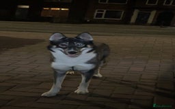 Siberian Husky dogs for sale: Siberian husky  - Image 4