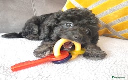 Cockapoo dogs for sale: Fully Vaccinated, Adorable small Cockapoo puppies - Image 21