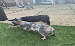 French Bulldog dogs for sale: Fluffy french bulldogs +c2  - Image 16